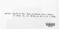 Sphaerulina gei image